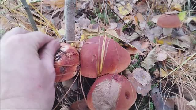 ПОДОСИНОВИКИ идут начали появляться БЕЛЫЕ.. смотреть онлайн