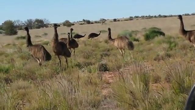 Wild Emus Australia смотреть онлайн
