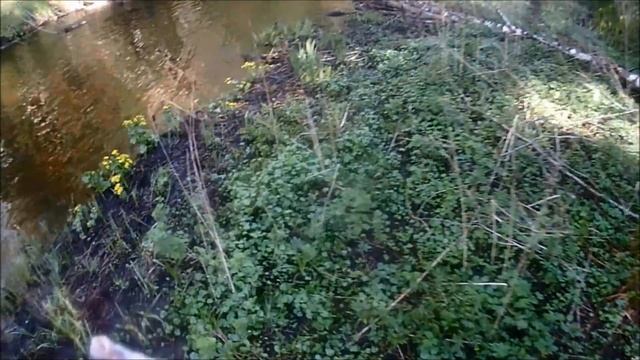 Ленинградская обл.рыбалка. ШОК! ЖОР ЛЕЩА на Летнюю удочку.2019. смотреть онлайн