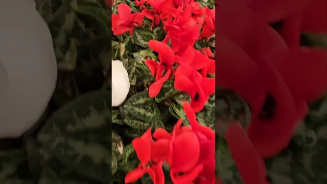 Дарите женщинам цветы... смотреть онлайн