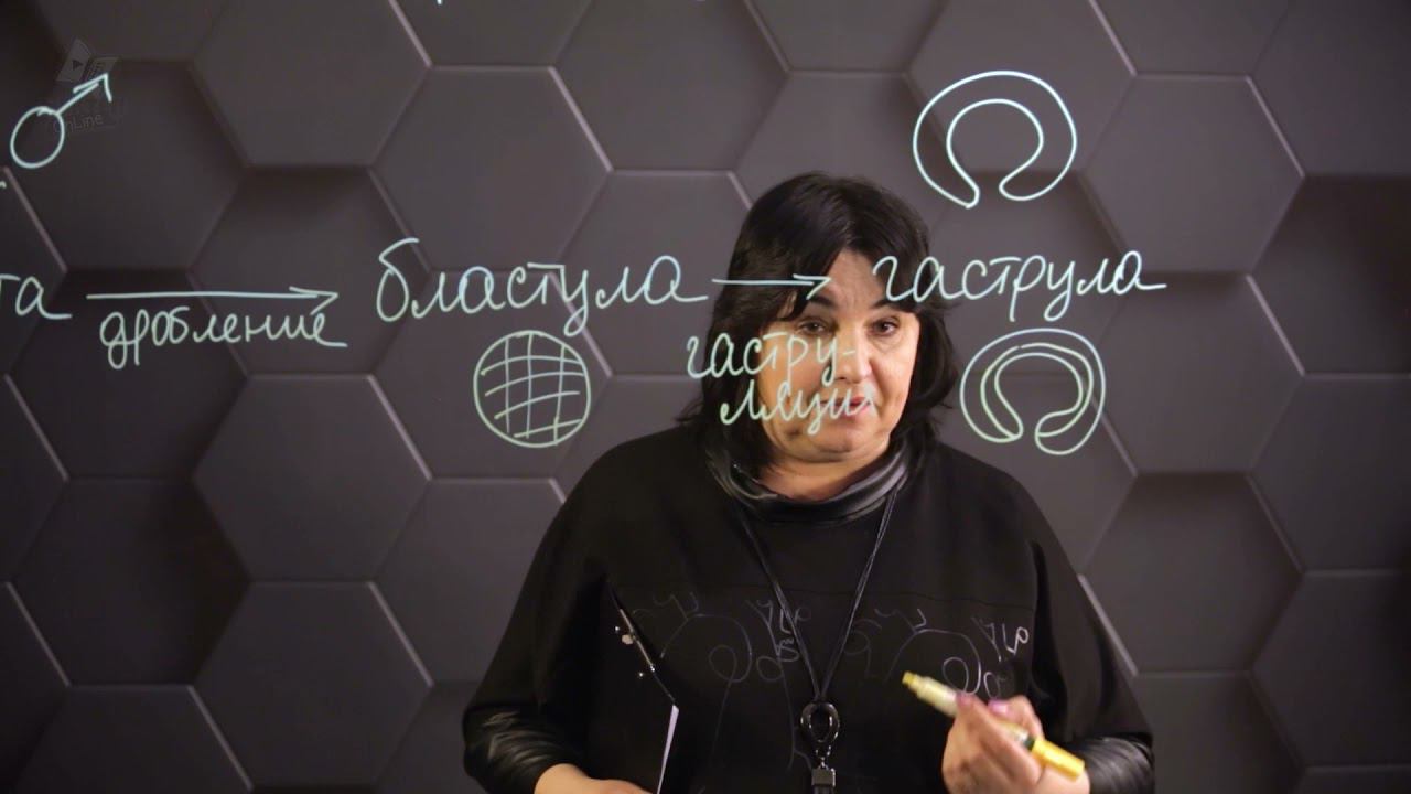 Этапы эмбриогенеза - формирование систем органов. 8 класс. смотреть онлайн