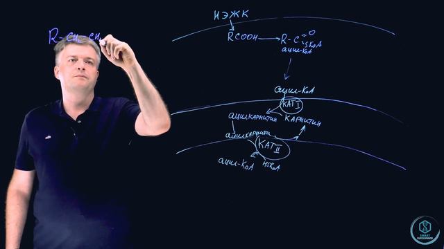 Биохимия: Бета-окисление смотреть онлайн