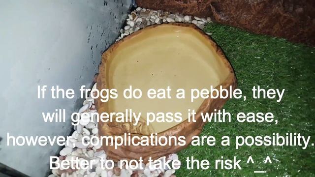 How to set up a Green Tree Frog Vivarium (Litoria caerulea) смотреть онлайн