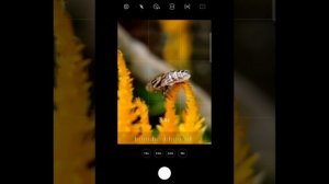 Camera of Samsung S20 Fe (Macro Phone Photography)