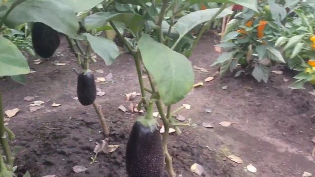 Обзор сортов баклажанов 29.08.2020 смотреть онлайн