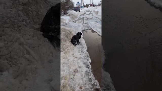 собака#shorts# лопоухий#ты#чей? смотреть онлайн