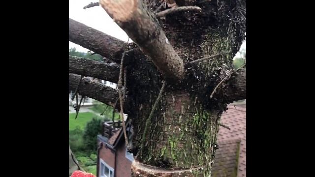 АРБОРИСТИКА/АРБОРИСТ/ПРОМАЛЬП/АЛЬПИНИСТ/КРОВЕЛЬЩИК/ЛЕСОРУБ/ДРОВОСЕК/stihl/штиль/fiscars/arborist