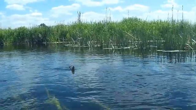 Нахлыст красноперка смотреть онлайн