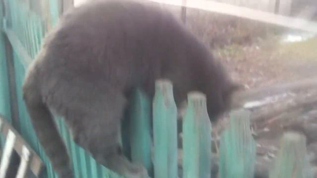Серый котик пошел на прогулку смотреть онлайн