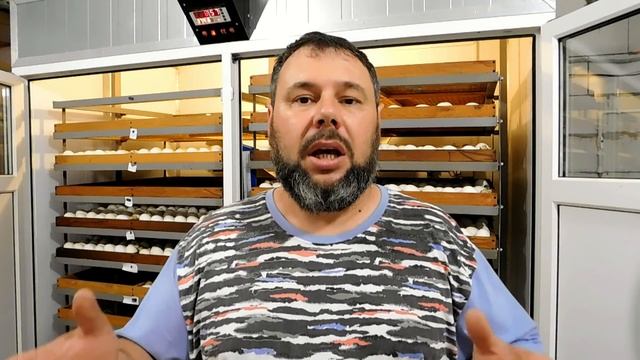 Инкубация гусиного яйца 1 серия