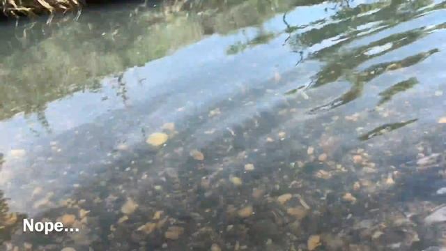 Rockhounding Swollen Creeks • For Agates & Chalcedony Treats смотреть онлайн