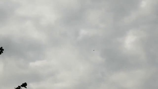 Японский бекас (Gallinago hardvichkii) смотреть онлайн
