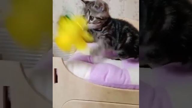 Девочка мрамор скоттиш-страйт смотреть онлайн