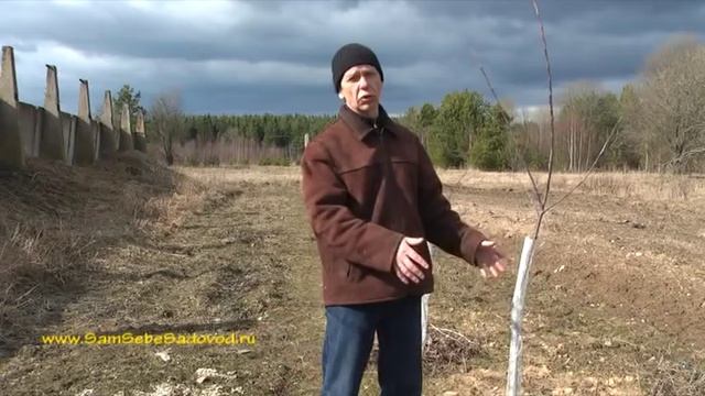 Ранневесеннее опрыскивание сада карбамидом (мочевиной) смотреть онлайн