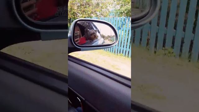 йоркширский терьер Буська😍Покатушки на машине смотреть онлайн