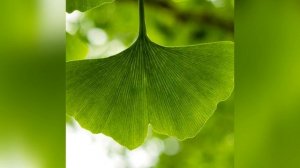 Гинкго Билоба: история, особенности, применение