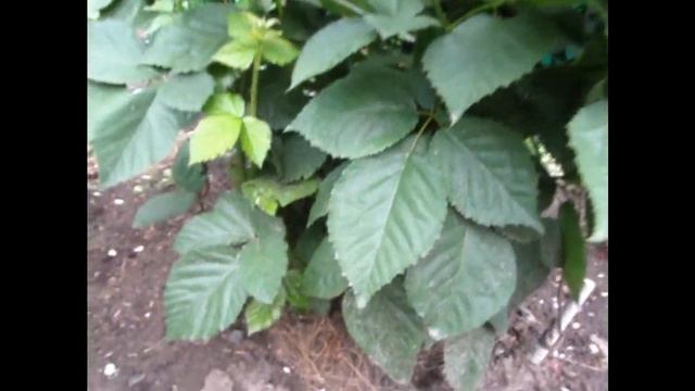 #Ежемалина. смотреть онлайн