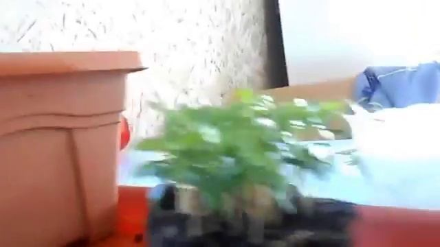 Фейхоа из семян - рассада. смотреть онлайн