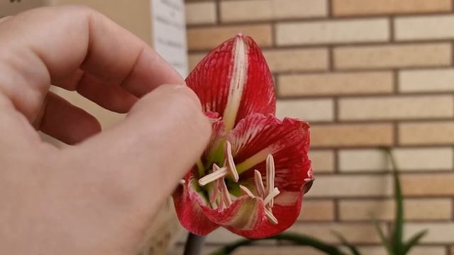 утренний сюрприз от прошлогодней покупки смотреть онлайн