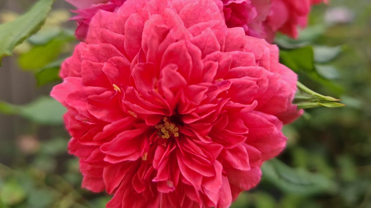 Розариум Ютерсен. Rosarium Uetersen (плет. клаймб.) rosebushes.ru смотреть онлайн