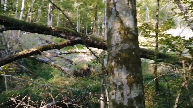 Вешенки смотреть онлайн