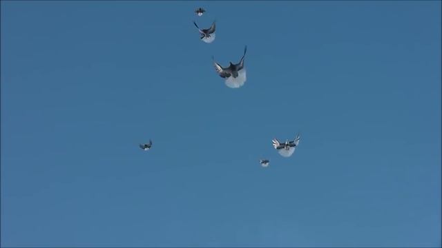 серпастые голуби смотреть онлайн