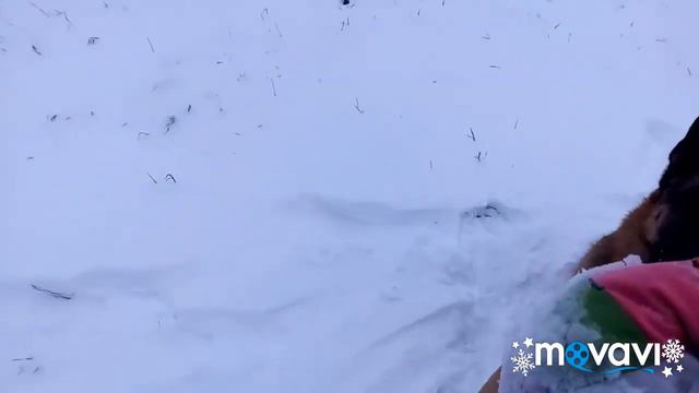 Зимние прогулки с собаками. смотреть онлайн