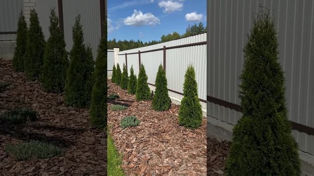 Рядовая посадка туи Smaragd и можжевельника Blue Swede на сосновой отсыпке из коры ? смотреть онлайн