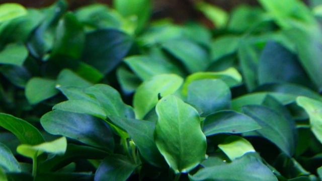 АНУБИАС. СОДЕРЖАНИЕ И РАЗВЕДЕНИЕ В АКВАРИУМЕ смотреть онлайн