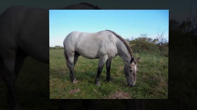самые красивые лошадки смотреть онлайн