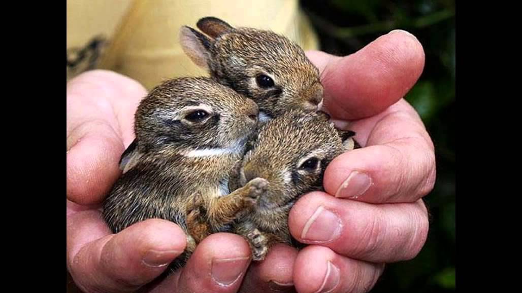 Детеныши животных в ладошках смотреть онлайн