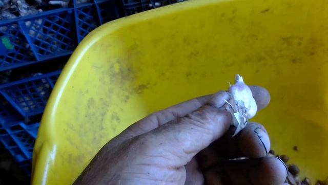 все начинается с воздушки чеснока смотреть онлайн