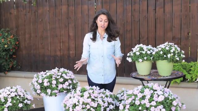 Surfinia Heartbeat смотреть онлайн