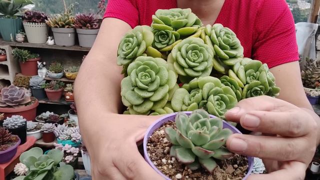 Trasplante de Aeonium Lily Pad 🤩🇪🇨 смотреть онлайн