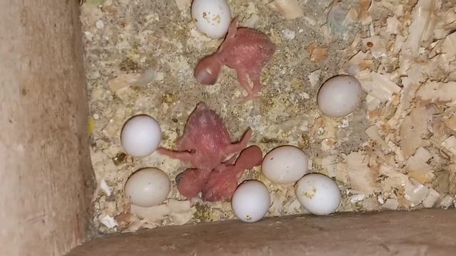 Снова подкладываем яйца и птенцов волнистых попугаев. смотреть онлайн