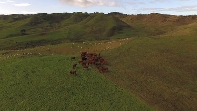 Honda Stories - Lance Limmer смотреть онлайн