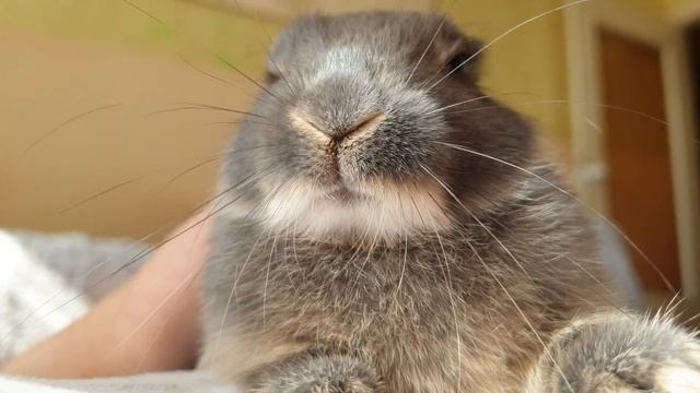 Кролик кайфует смотреть онлайн