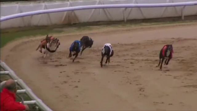 Kinsley Greyhound Races on 20th June 2021 смотреть онлайн