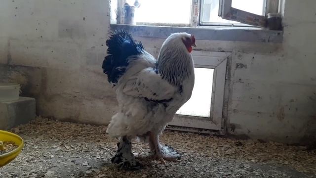 Куры брама светлая,апрель2021