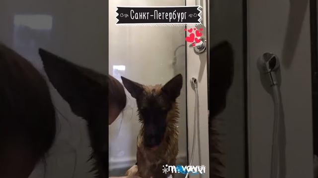 Банный День или Как помыть Овчарку смотреть онлайн