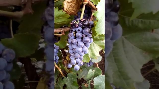Сорт винограда Голубок смотреть онлайн