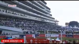 Скакун Главы Чечни на скачках в Дубае