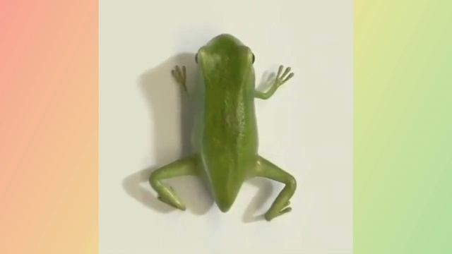 Как появляется лягушка смотреть онлайн