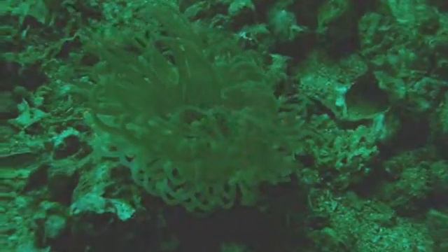 cerianthus membranaceus 01.wmv смотреть онлайн