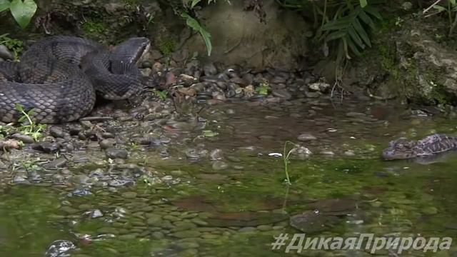 Опасно. Крокодильчики прошли мимо змеи. Дикая природа 2015 смотреть онлайн