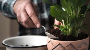 Грунт для спатифиллума — какая земля нужна для цветка