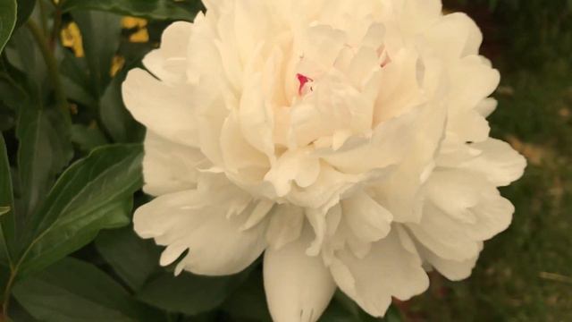 Peony Festiva Maxima смотреть онлайн