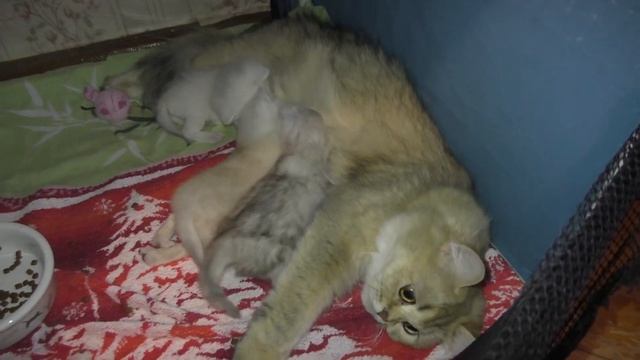 Видеонарезка "Маленькие, слепые котята отстаивают свое право на жизнь" смотреть онлайн