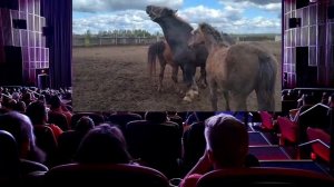 Спаривание  лошадей  и  получение потомства