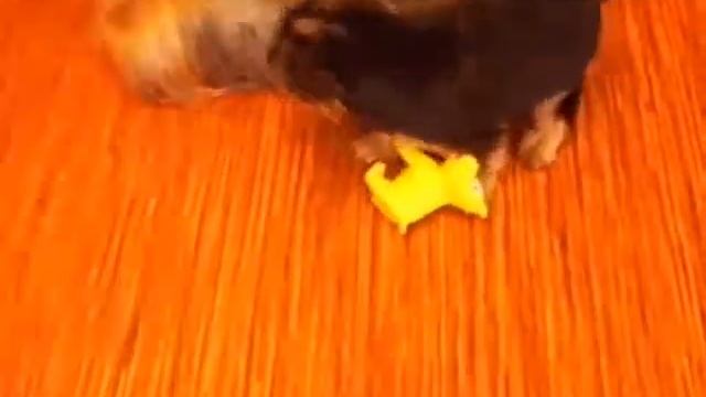 щенки йоркширского терьера смотреть онлайн